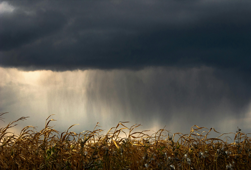 Corn field rain storm
