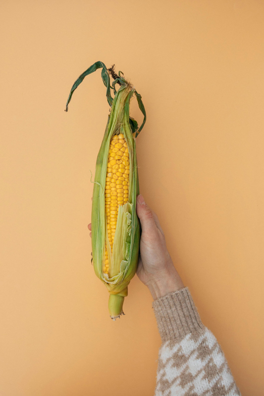 A hand holding a single cob of corn